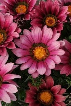 Gazania New Day Pink Shades 250 Semillas