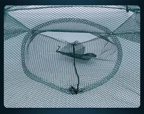 Vista 4 de 2 Pack Crawfish Trap，Crab Fish Trap,Foldable Fishing Bait Trap Cast Net Cage with 18 Feets Nylon Rope for Catching Small Bait Fish Eels Crab Lobster
