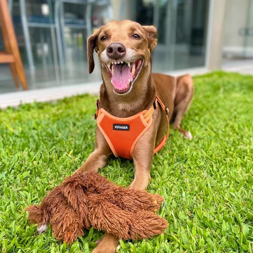 Vista 8 de [Usado] Best Pet Supplies Voyager - Arnés de malla transpirable para perro, costuras reflectantes, ajustable para todo tipo de clima, para caminar