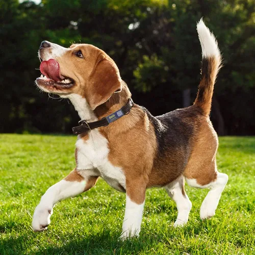 Vista 6 de Etiqueta de perro con código QR, silenciosa deslizante, identificación silenciosa para mascotas, placa silenciosa personalizada y silenciosa