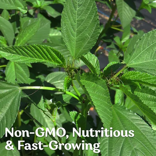 Vista 4 de KVITER 3000 semillas de espinaca egipcia Molokhia (Corchorus Olitorius) - también conocidas como semillas de hojas de yute, Ewedu, día de Rau