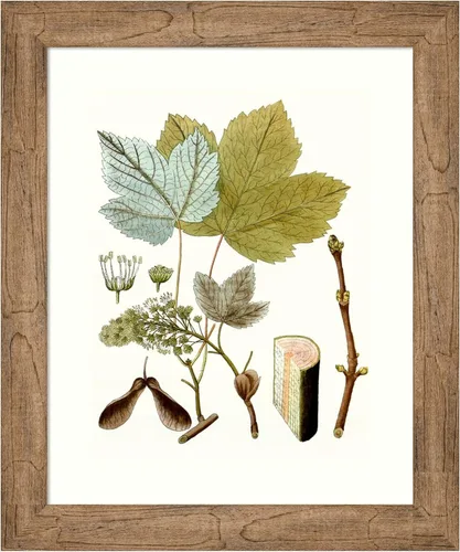 Amanti Art Framed Wall Art Print 24x20 Maple Leaves IV, Flowers Wall Art, Vintage Decor, Small Poster Painting Artwork for Living Room, Bedroom,