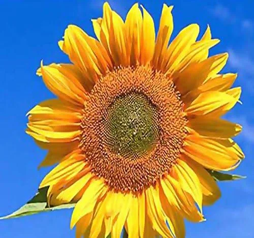 Myseeds.Co - Semillas de girasol Peredovik de 1 libra (más de 9,200 semillas) – Pájaros de caza y ciervos favoritos – Ricas en aceite A+ para la