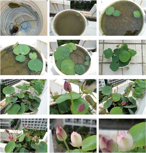 Vista 5 de 20 semillas de loto para plantar, semillas de loto de bonsái, flor de lirio acuático, plantas acuáticas, ideales para estanques, semillas de plantas