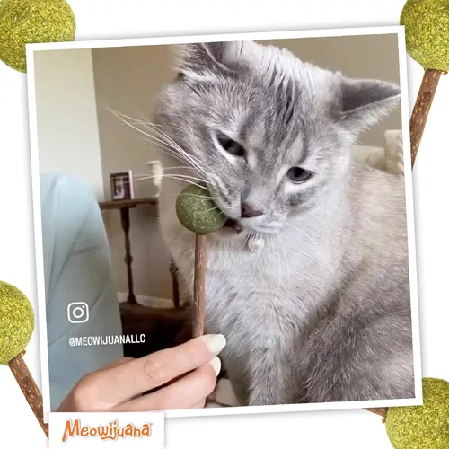 Vista 5 de Meowijuana Lollies - Palitos de vid plateada con hierba gatera comprimida Palitos masticables de 5.5 pulgadas para gatos Promueven hábitos