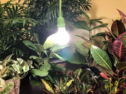 Vista 3 de Miracle LED Bombilla de cultivo interior de 6.5KK – Bombillas de crecimiento de espectro completo de 6500 K para verduras, hierbas, hidroponía.