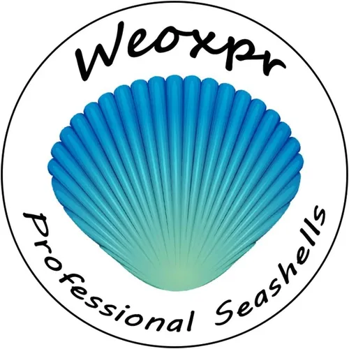 Vista 9 de WEOXPR 2000 piezas de pequeñas conchas marinas para manualidades, conchas Conchas Marinas Mixtas