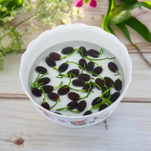 Vista 3 de 20 semillas de loto para plantar, semillas de loto de bonsái, flor de lirio acuático, plantas acuáticas, ideales para estanques, semillas de plantas