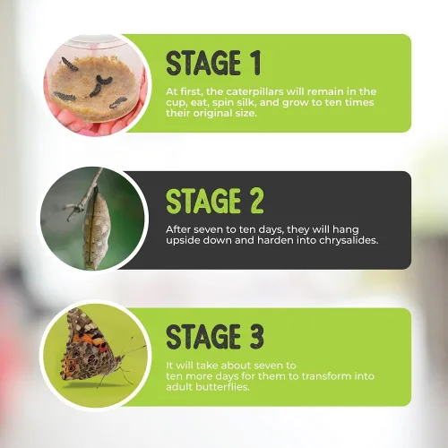 Vista 6 de Kit de mariposas vivas, 5 mariposas Dama pintada, jaula desplegable