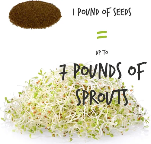 Vista 4 de Semilla de brote de alfalfa orgánico certificado – marca Handy Pantry – semillas de alta germinación comestibles - jardinería, cultivos