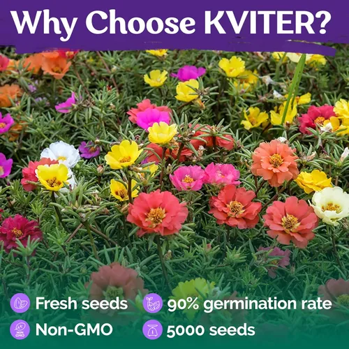 Vista 5 de KVITER 5,000 semillas de rosa musgo de flor doble (Portulaca Grandiflora) – Semillas de flores de verdolaga reliquia resistentes a la sequía
