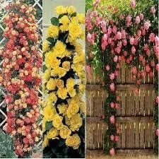 Vista 34 de Generic Semillas frescas de la flor de la rosa 100pcs para plantar rosa bebé