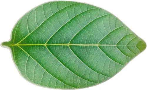 ZebraSmile Alfombra de baño verde bonita alfombra de baño antideslizante con hojas para baño, alfombra de baño esponjosa para plantas, alfombra