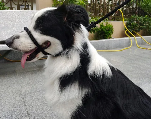 Vista 10 de Multifuncional Figura 8 Cabeza acolchada Cabestro Caminar Entrenamiento Tapón de Cuero Cuerda Slip Correa Perro Correa Bozal (Bronceado)