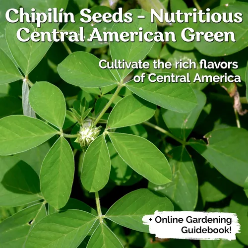 Vista 2 de KVITER 30 semillas de chipilin (Crotalaria Longirostrata) – Semillas de Chipilin para Sembrar – Semillas de reliquia orgánicas raras, semillas