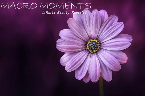 Vista 4 de 10 lentes de primer plano de 2 elementos de alto grado (Macro) compatibles con Nikon COOLPIX P1000