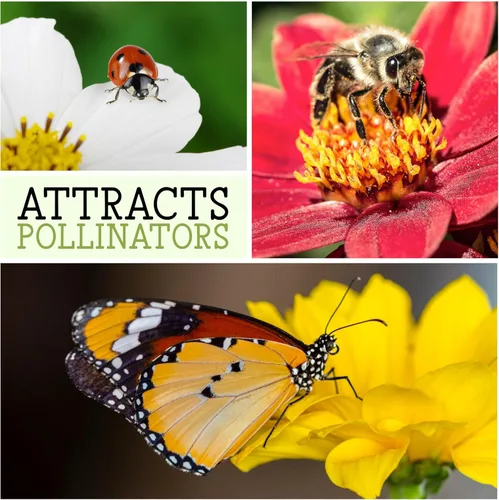 Vista 7 de Seed Needs, Semillas mixtas de Hollyhock Carnival - Semillas tradicionales para plantar Alcea rosea - Flor silvestre bienal que atrae a