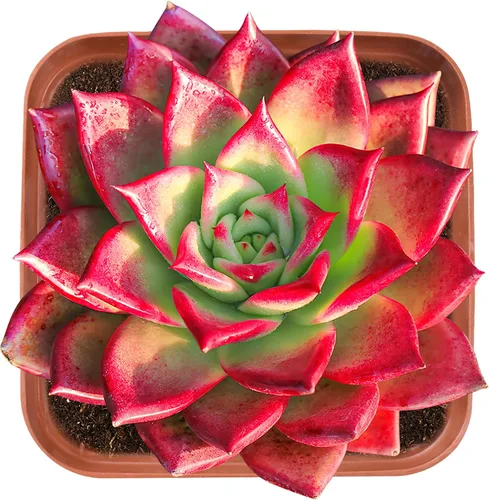 Vista 13 de Plantas suculentas vivas de 2 pulgadas, cactus de oreja de conejo, fácil cuidado y tolerante a la sequía Potted Succulents for Home Office Decor