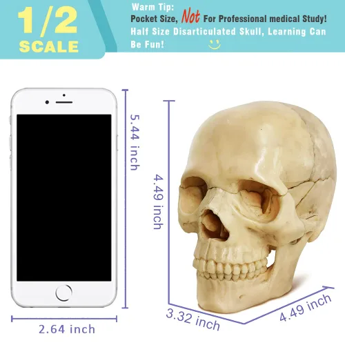 Vista 2 de EVOTECH SCIENTIFIC Mini modelo de calavera humana, 15 piezas didácticas modelo de calavera de anatomía explosionada del tamaño de la palma