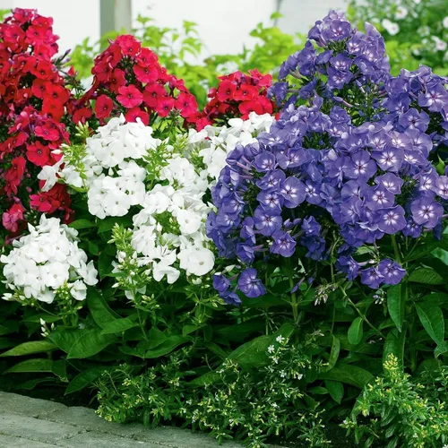 Votaniki Phlox Mix Roots - Raíces de flox perennes de larga floración, versátiles y de larga duración para plantar, flores de olor dulce durante