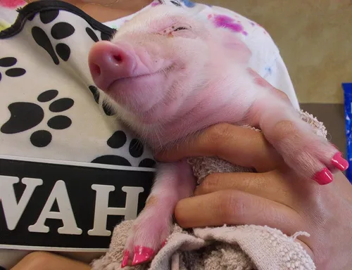 Vista 2 de Lápiz de pedicura Warren London Pawdicure, esmalte de uñas para perro, paquete de de 1, Anaranjado Neón