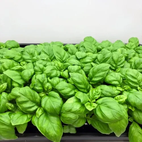 Vista 5 de 4 plantas de albahaca, plantas de albahaca dulce vivas para interiores, plantas de hierbas vivas, de 4 a 6 pulgadas