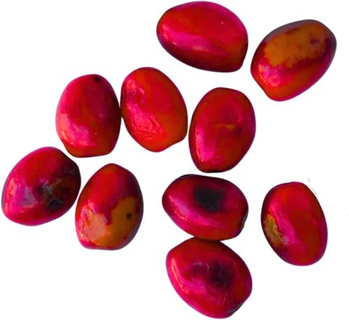 Bayas de especias frescas (Lindera Benzoin) 10 bayas - Benjamin Bush, Spicebush común, Spice arush, Carencro Bush