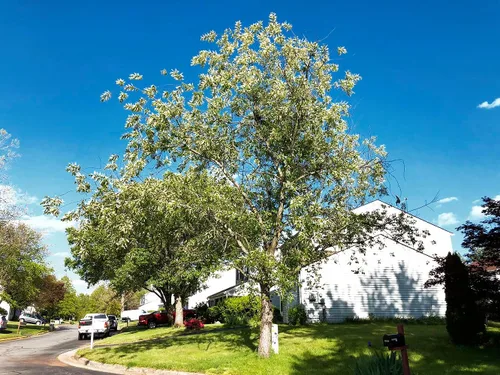 Vista 5 de Wild Black Cherry Tree Premium Seeds Prunus serotina 'Spring' Plants'® (Premium Seeds, 5)