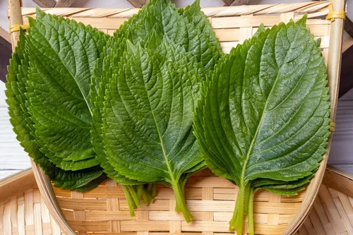 Vista 7 de TKE Farms & Gardens - Semillas de perilla verde Shiso para plantar, más de 200 semillas de perilla no transgénicas tradicionales que añaden un aroma