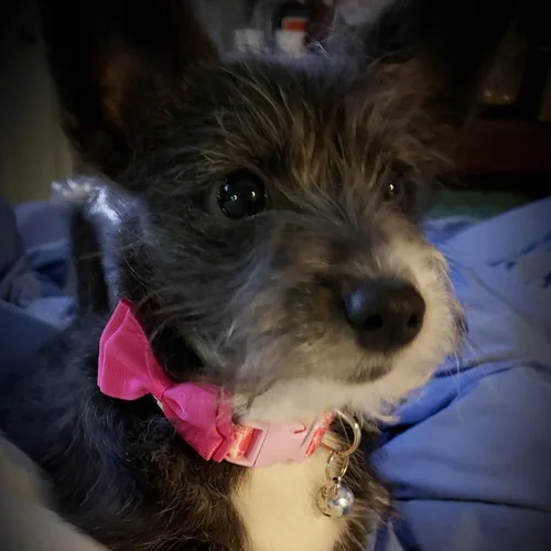 Vista 7 de PUPTECK Collar de perro con campana, paquete de 2 unidades, collar ajustable para cachorros, dulce regalo para perros pequeños y mascotas de 11.8 a