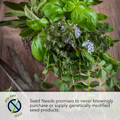 Vista 3 de Seed Needs, Colección de paquetes de semillas de hierbas italianas (5 variedades individuales de semillas para plantar) sin OMG y sin tratar