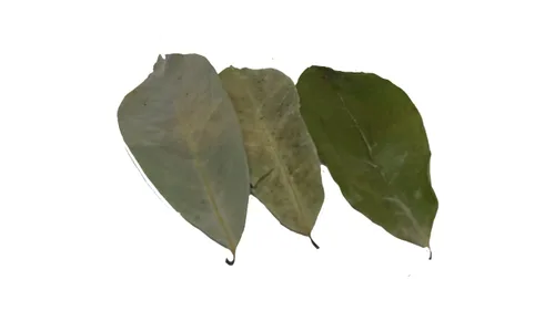 Vista 8 de Lakpura® Hojas secas de guanábana silvestre (Guanabana, Graviola, Guyabano) (7.05 oz)