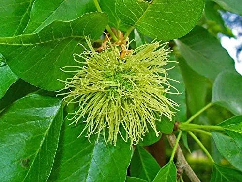 Maclura pomifera: Semillas de Naranja Osage