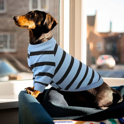 Vista 7 de Queenmore Camisa para perros pequeños, camisa suave y transpirable para perros, gatos, macho y hembra, ropa para mascotas para todas las estaciones