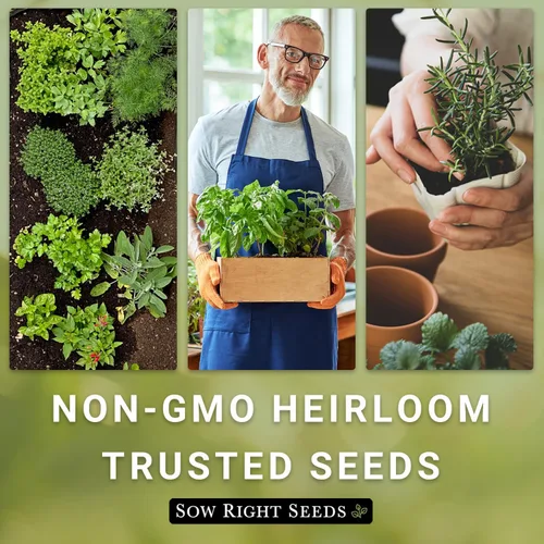 Vista 6 de Sow Right Seeds - Semilla de cebollino común para plantar - Paquete de reliquia sin OMG con instrucciones para plantar y cultivar hierbas de cocina