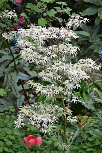 Vista 2 de Nube flotante Arce japonés Acer palmatum Ukigumo 2 - Año Árbol