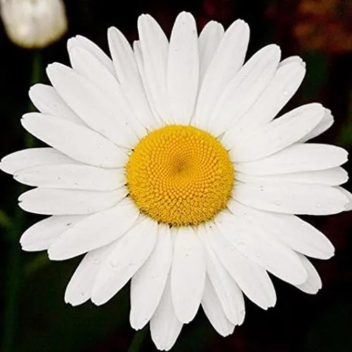 Vista 2 de Semillas de margarita de ojo de buey a granel sin OMG Chrysanthemum leucanthemum (5 libras)
