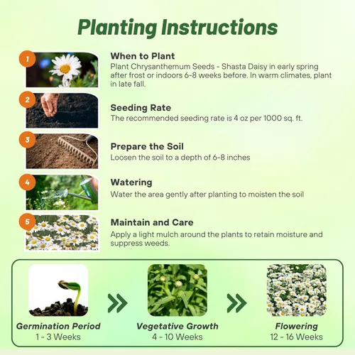 Vista 4 de Outsidepride Shasta Daisy - Semillas de crisantemo – 1/4 libras a prueba de ciervos perennes, tolerantes a la sequía, semillas de flores silvestres